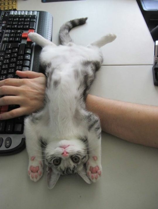 Give me Attention