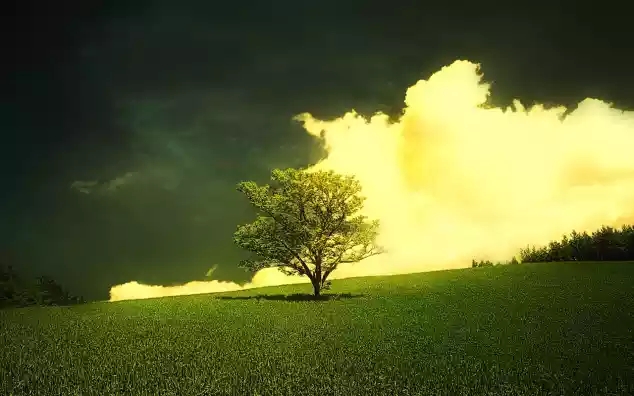tree