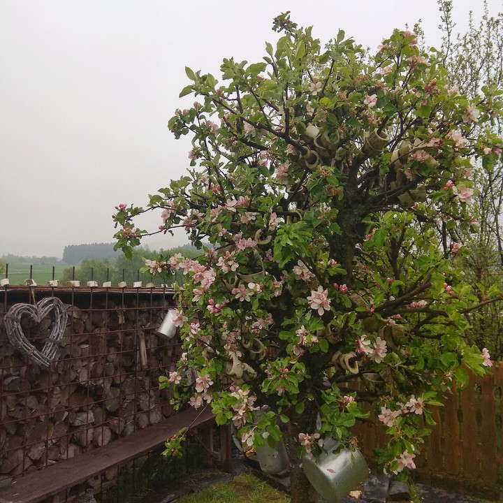 Apple tree