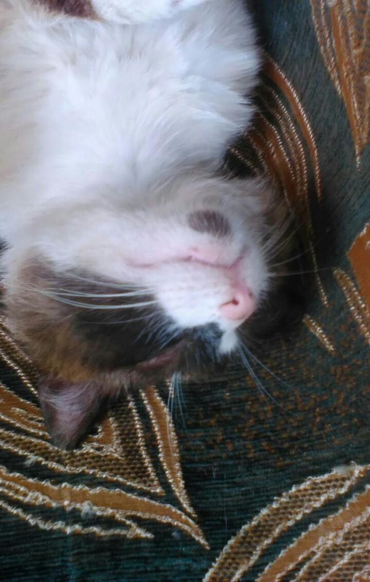 кот,,ПУШЁК"