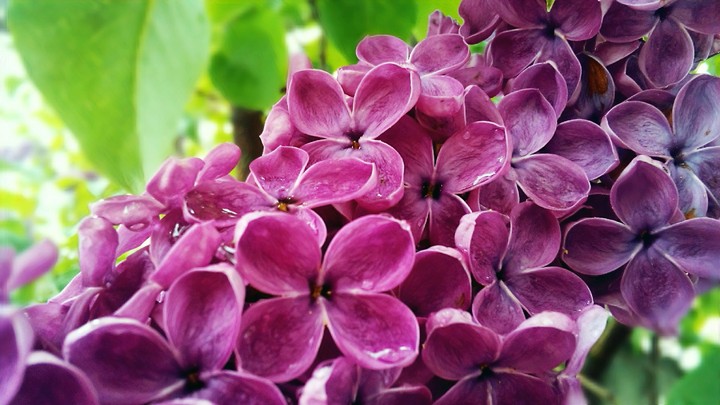 purple blossom