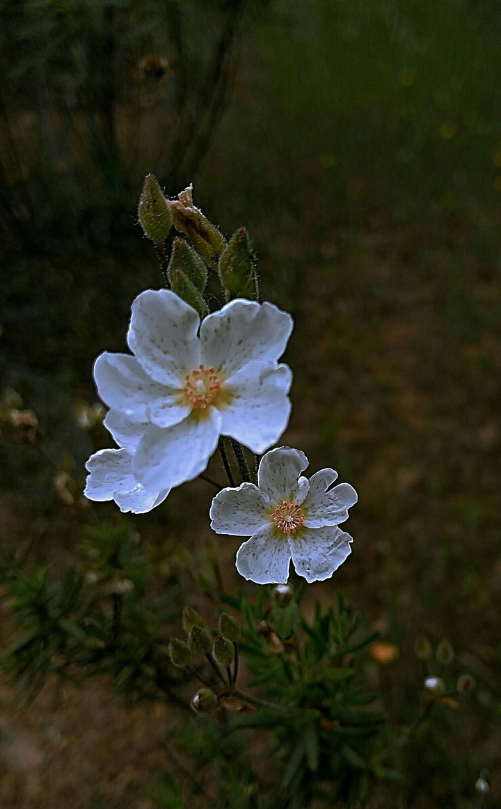 Flor