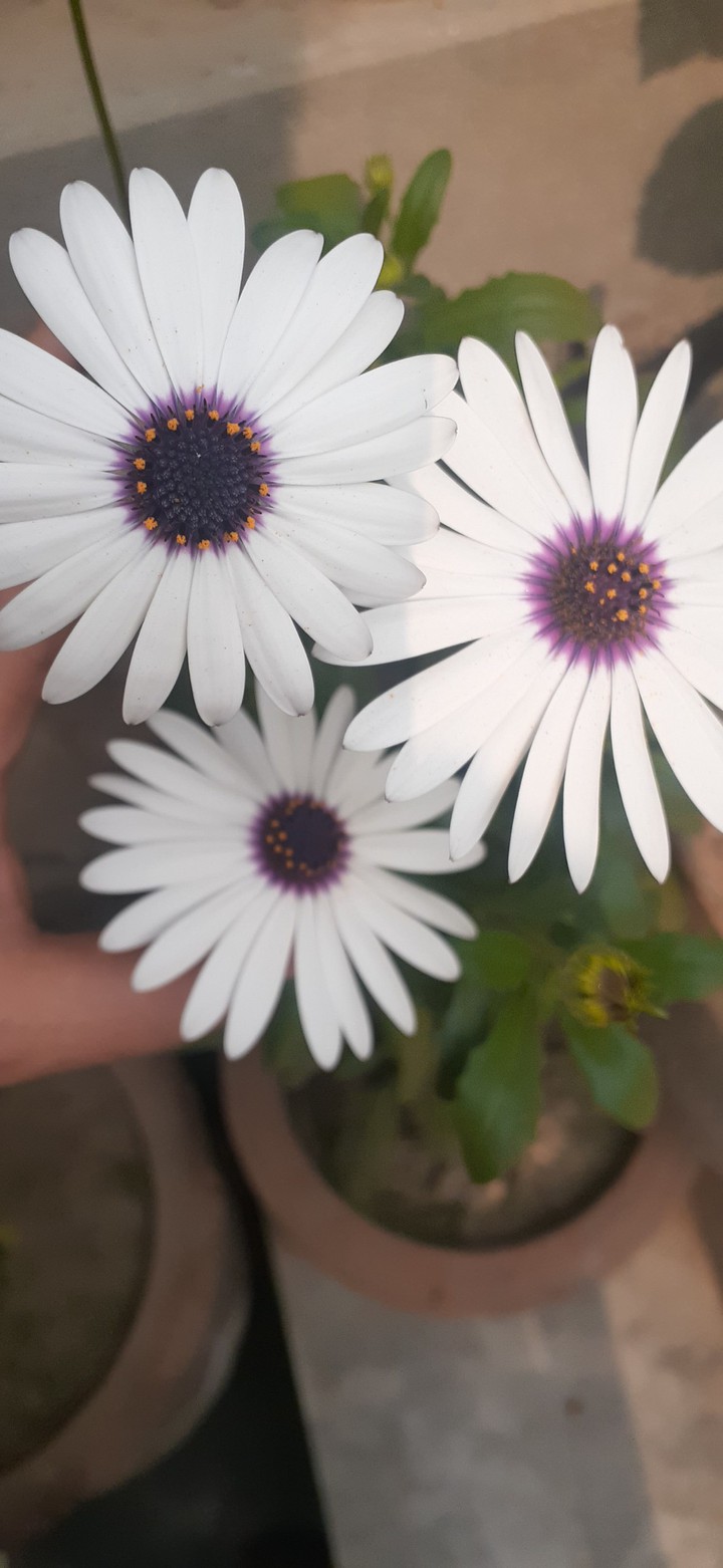 daisy