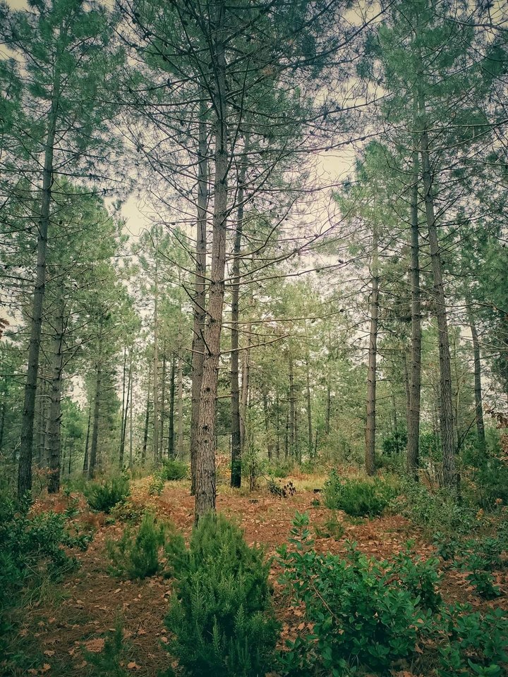 nature green landscape tree