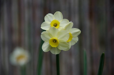 草本植物, narcissus壁纸