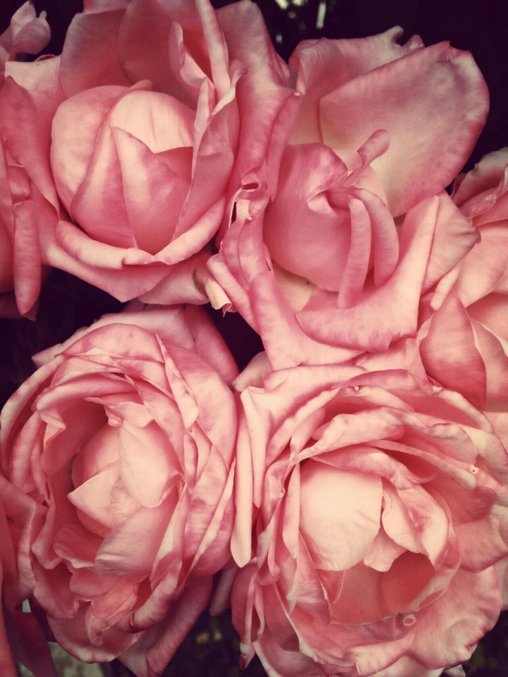 beauty