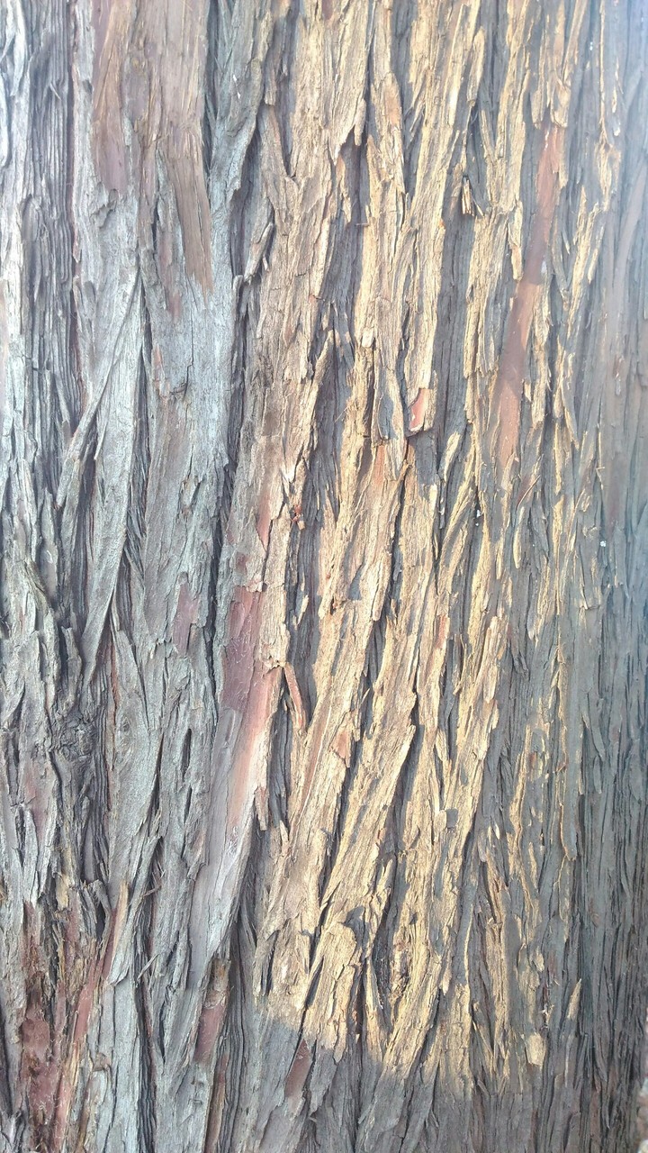 Bark