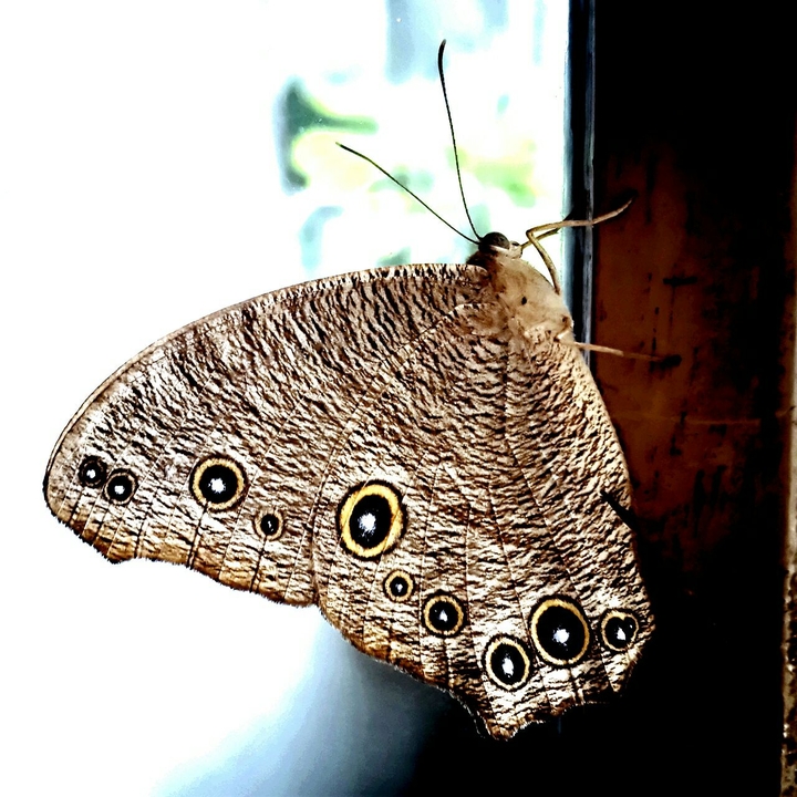 Butterfly..!!