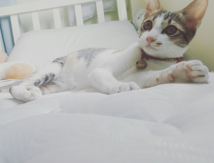 cat
