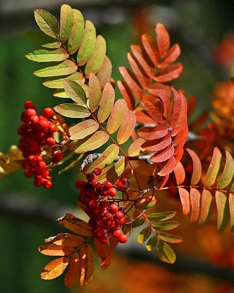 plant, larch wallpapers