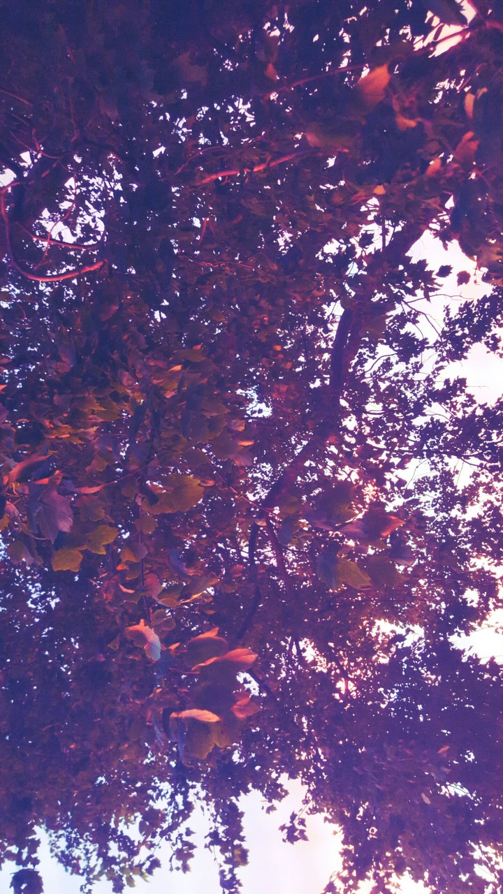 purple leaves