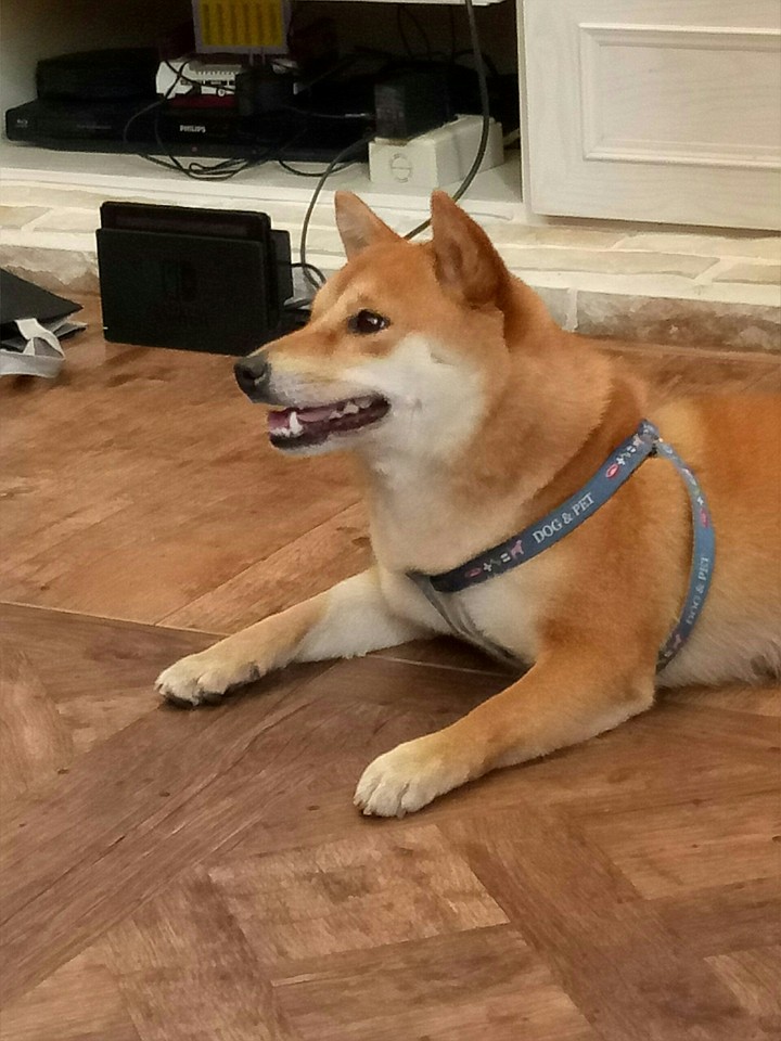 shiba柴犬