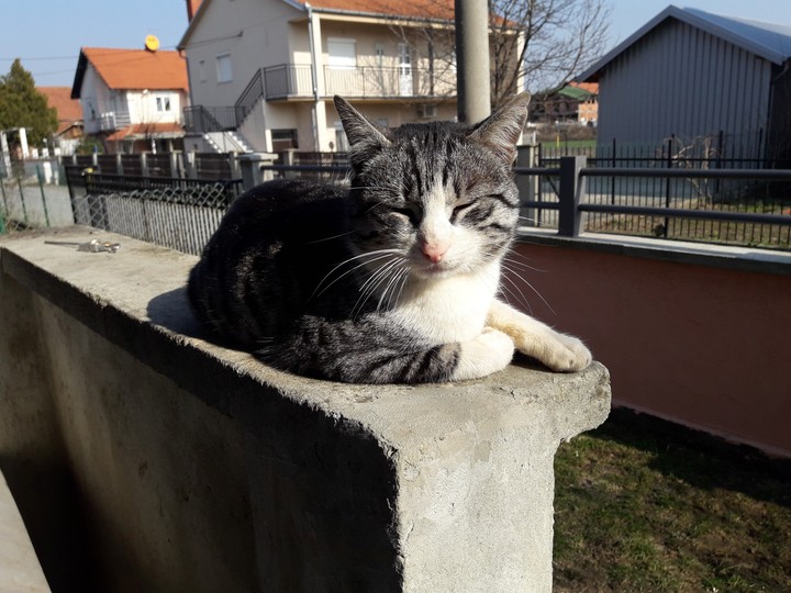Cat