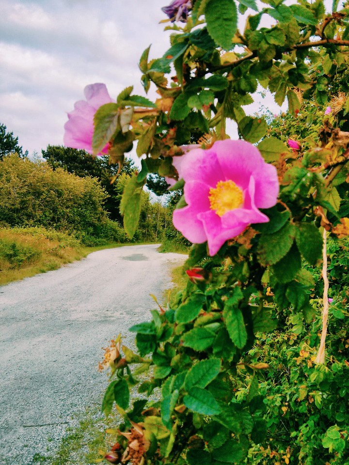 wild rose