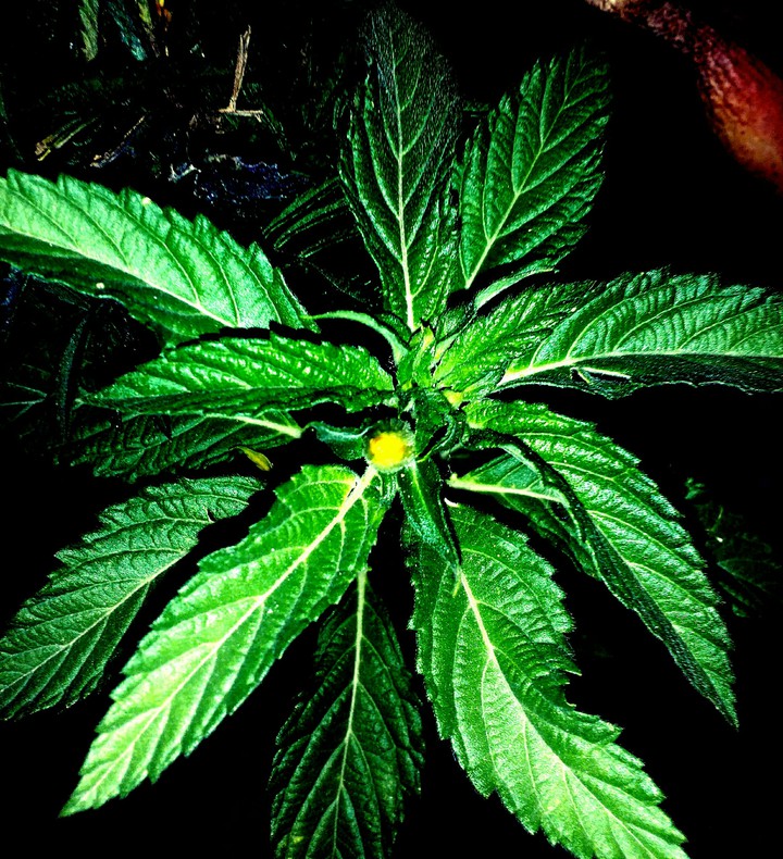greennnn.
