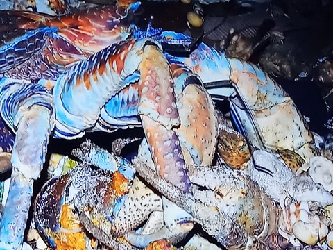 food, decapoda duvar kağıtları