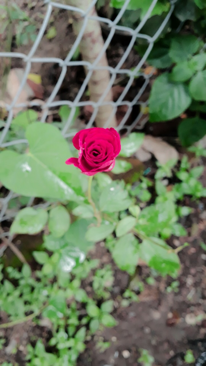 With Love