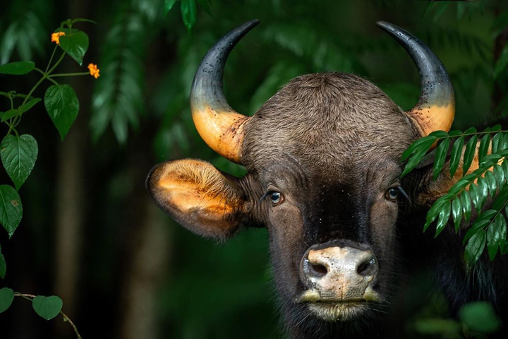 Wild buffalo