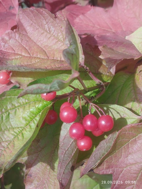 fonds d'écran red, viburnum