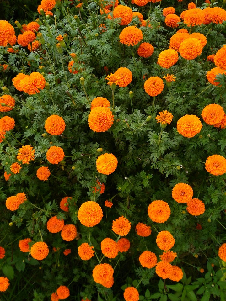 Orange Marigolds are looking very beautiful...