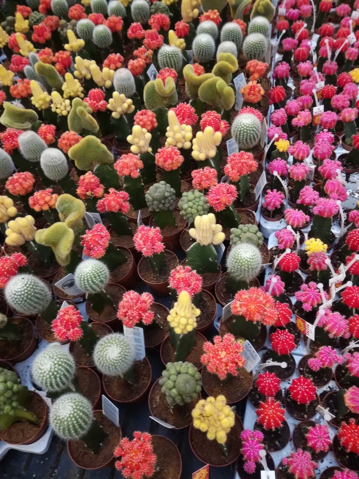 colourful 