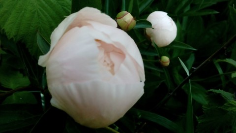 wildflower, peony壁紙