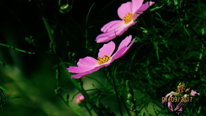 Beautiful Flower
