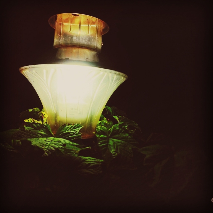 The little lamp