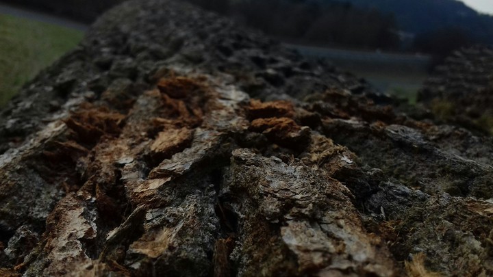wood