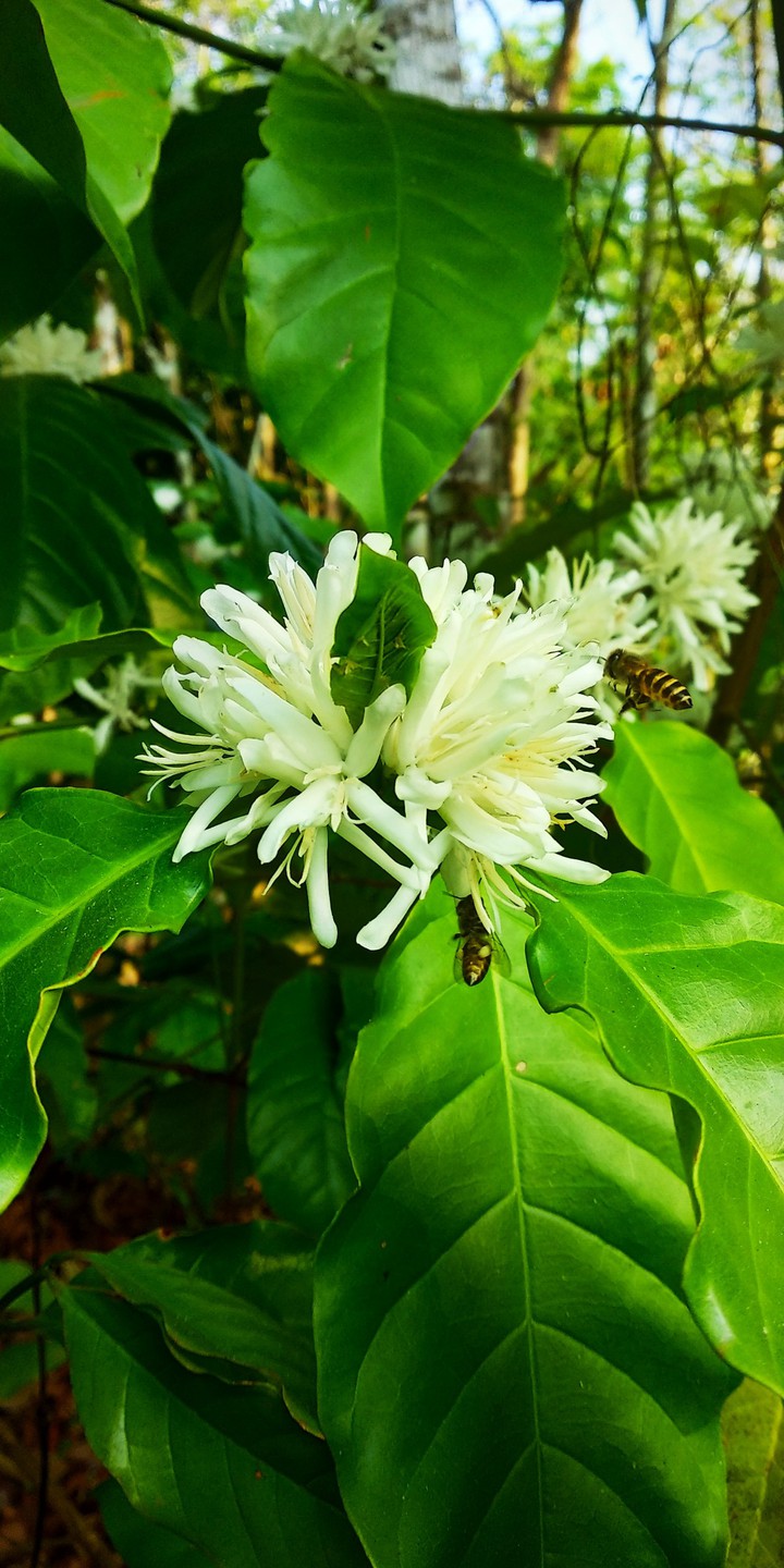coffee plants