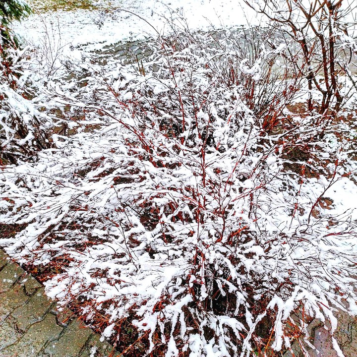Bushes in the snow