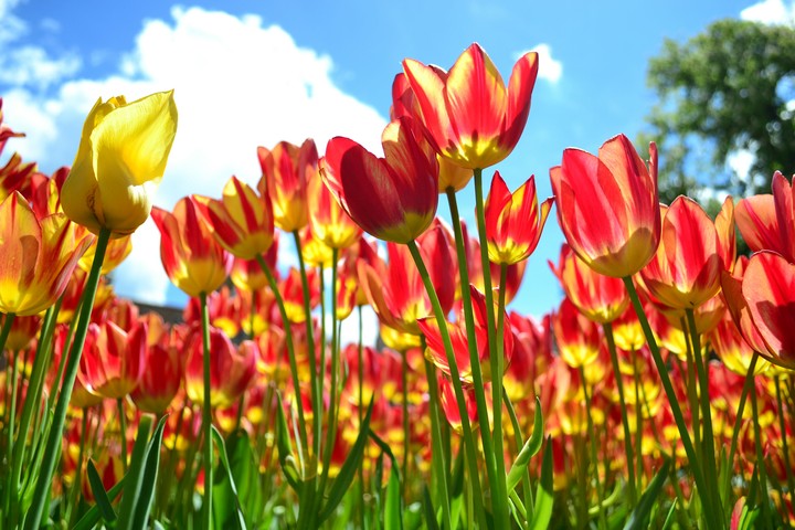 Tulips