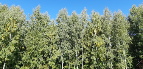 sfondi shrub, plant