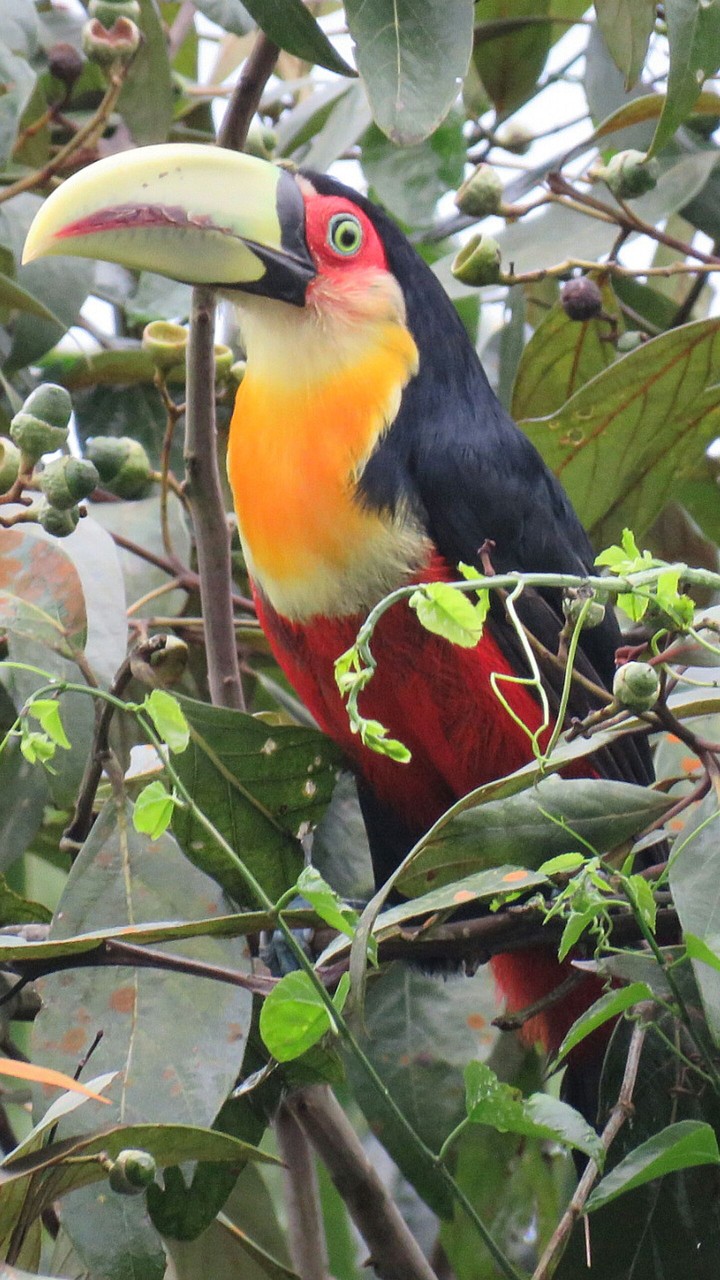 a brazilian toucan