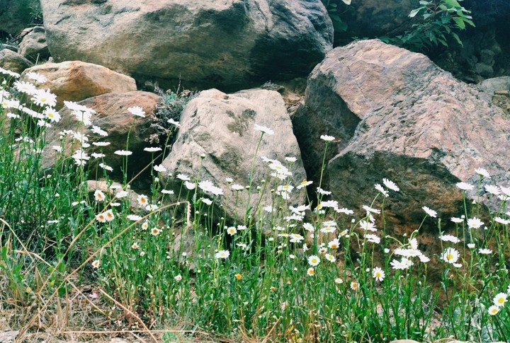rear flower of badrinath