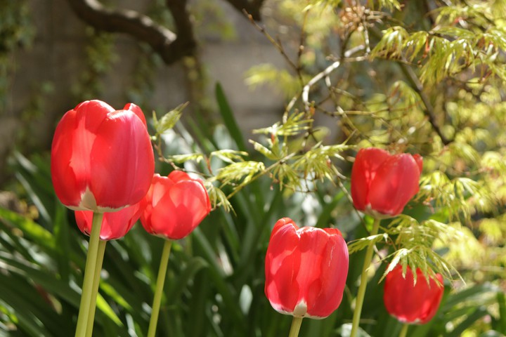 TULIP