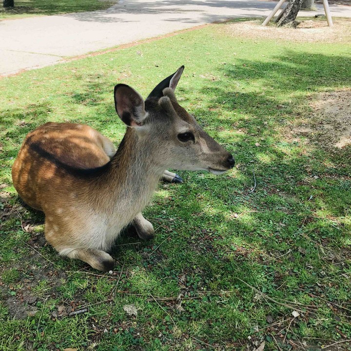 Deer