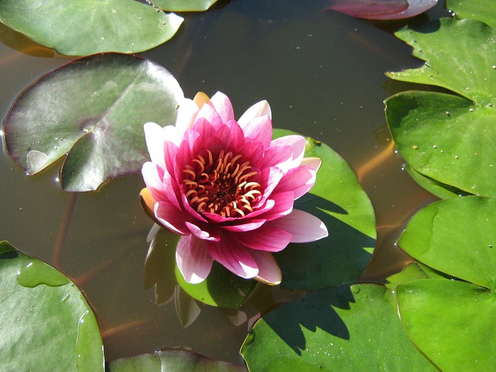 Pink Lily