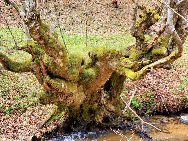 old tree