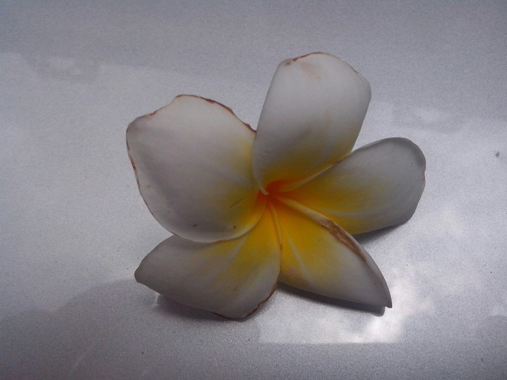 magnolia