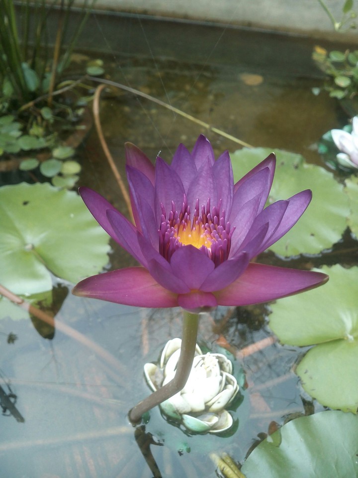 flower ,I love you