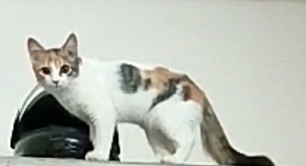 My Cat