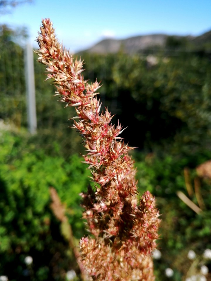 Botany