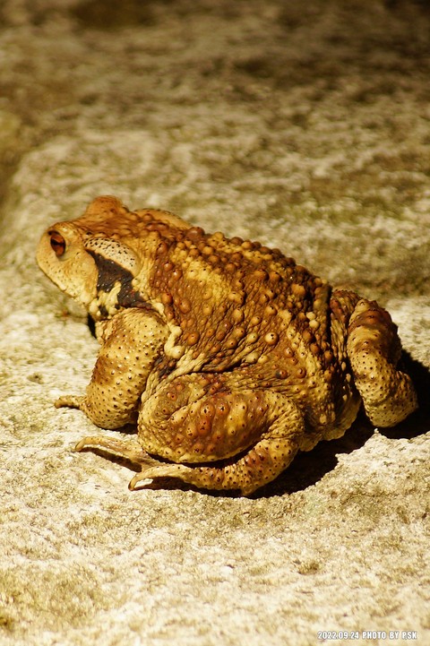 tapety anaxyrus, amphibian