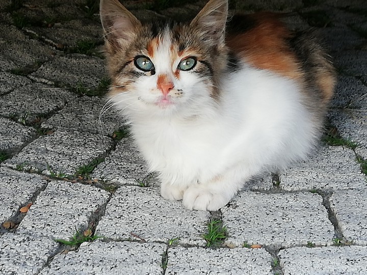 kedi