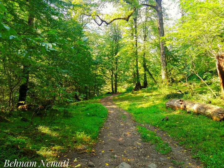 Siahkal Forest