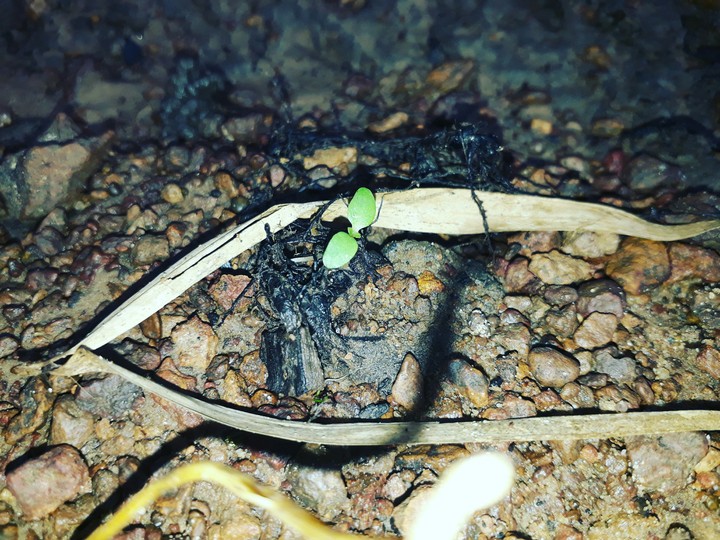 Sprout of life