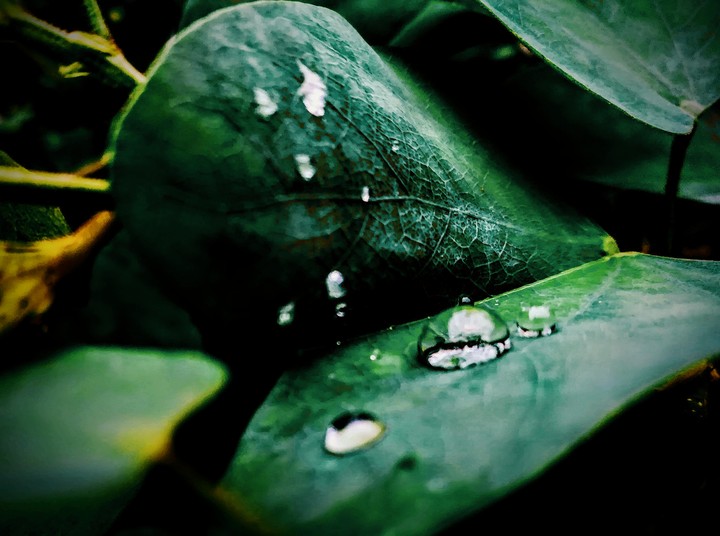 Rain drop