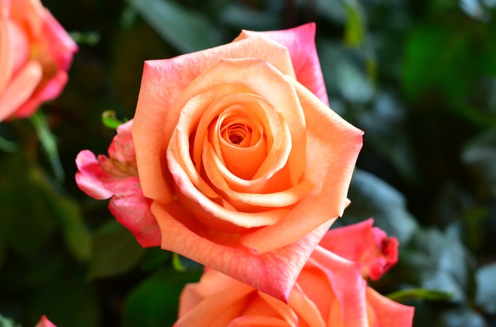 rosa
