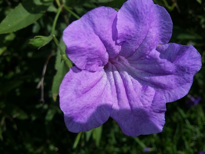 Flor morada